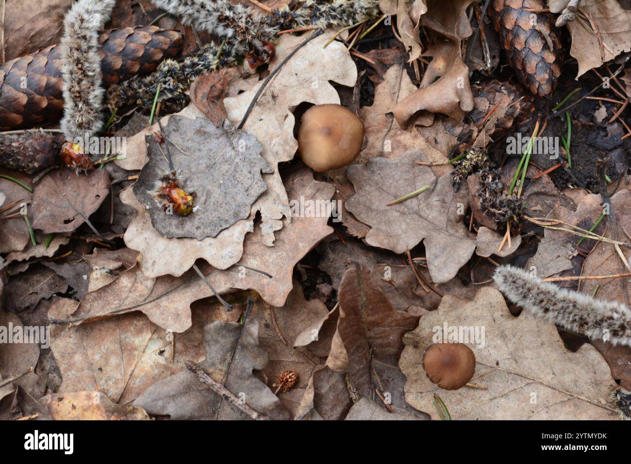 Casquette Sprucecone (Strobilurus esculentus) Banque D'Images