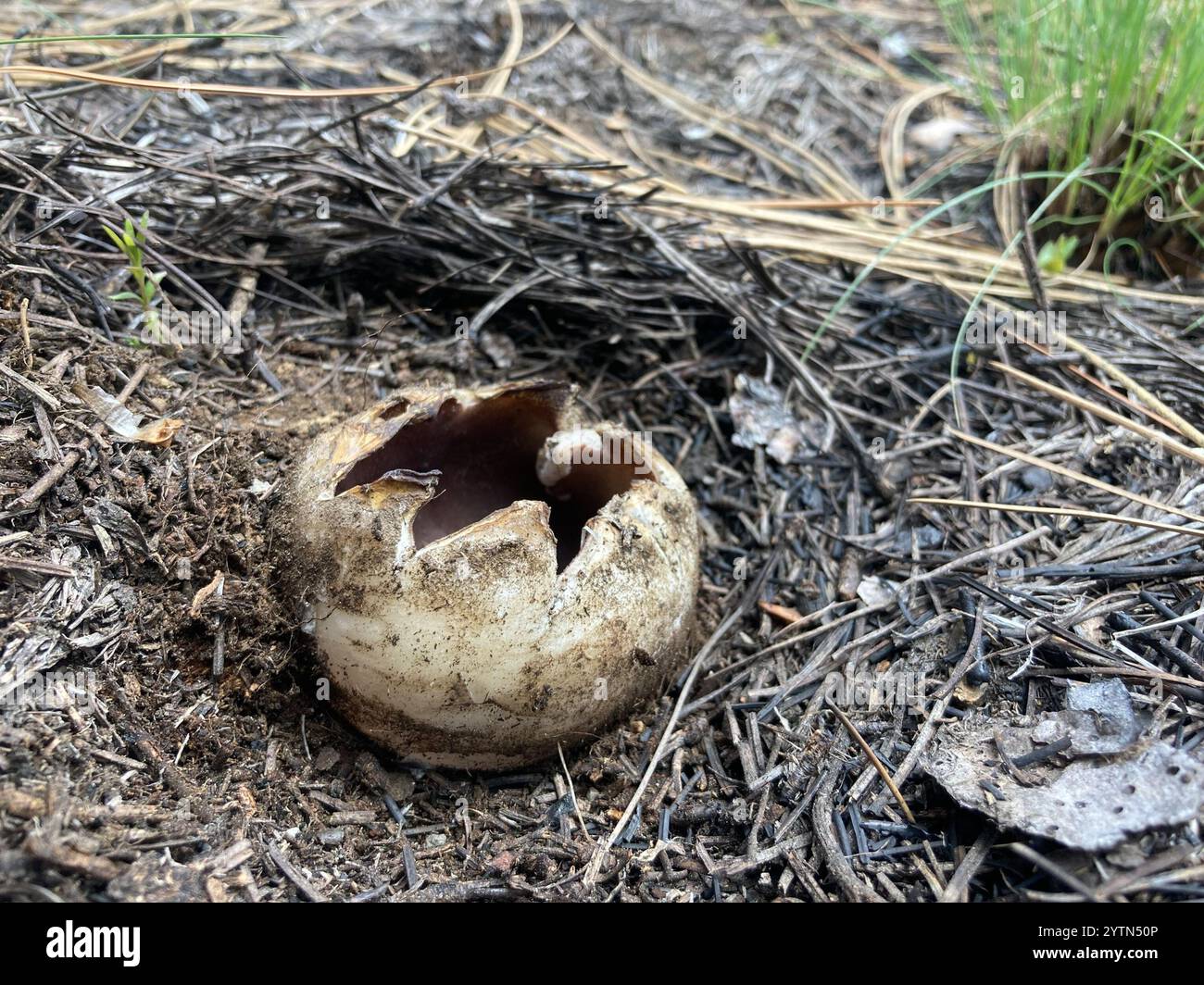 Couronne rose (Sarcosphaera coronaria) Banque D'Images