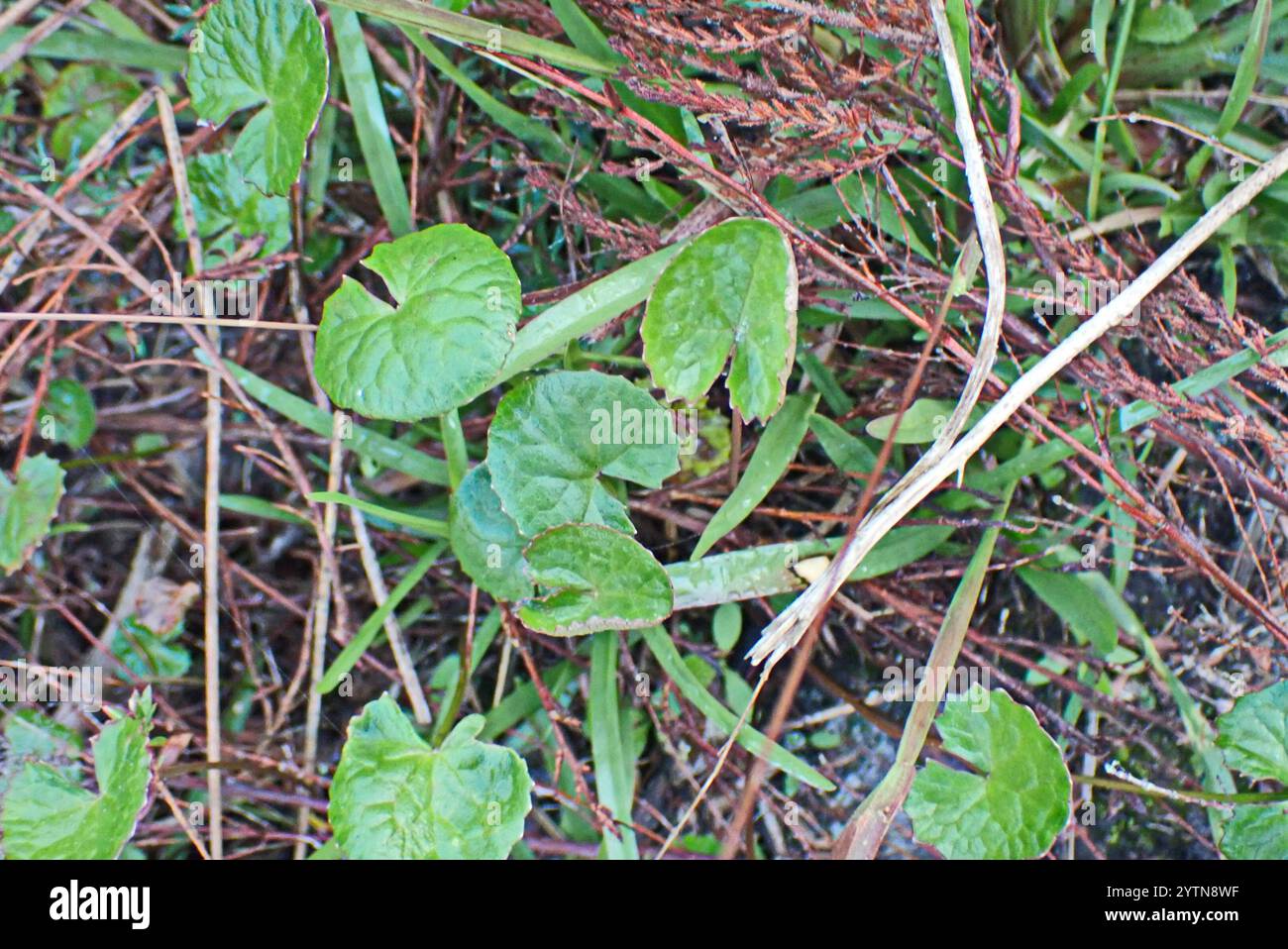 Gotu Cola (Centella asiatica) Banque D'Images