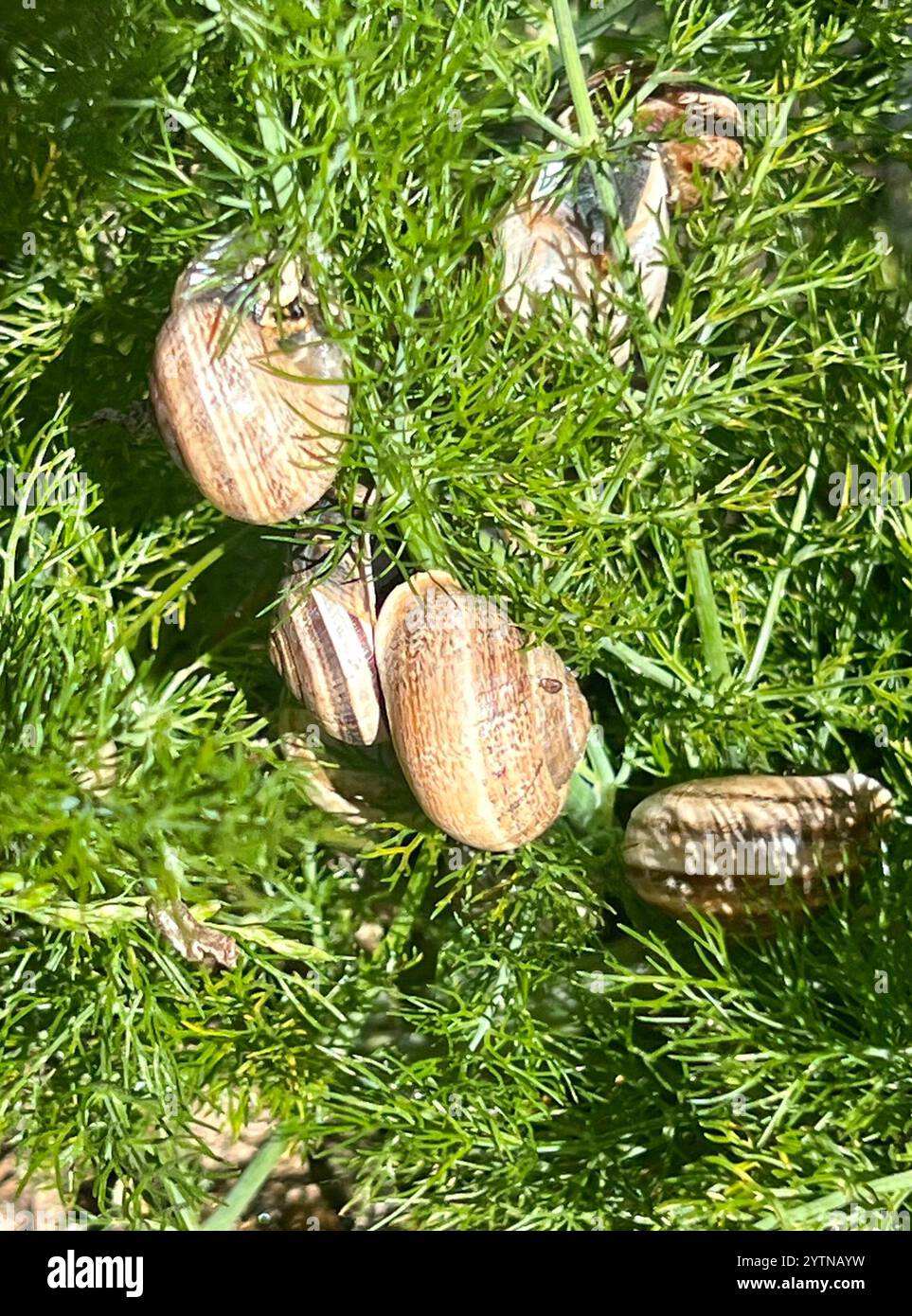 Escargot de lait (Otala Lactea) Banque D'Images