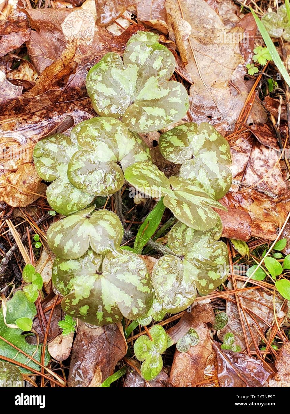 Hepatica à lobes ronds (hepatica americana) Banque D'Images