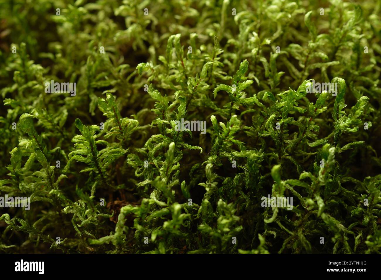 Mousse Haircap, fond de lichen, texture naturelle de mousse Banque D'Images