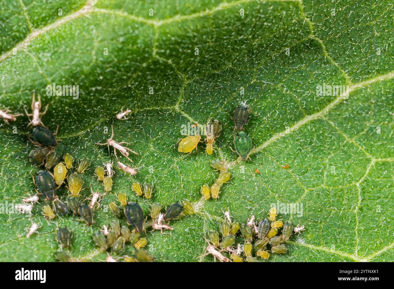 Pucerons jaunes et verts d'Oleander mangeant des feuilles de fleurs d'weed Milkweed. Dommages causés par les insectes, jardinage et concept de lutte contre les ravageurs du jardin. Banque D'Images