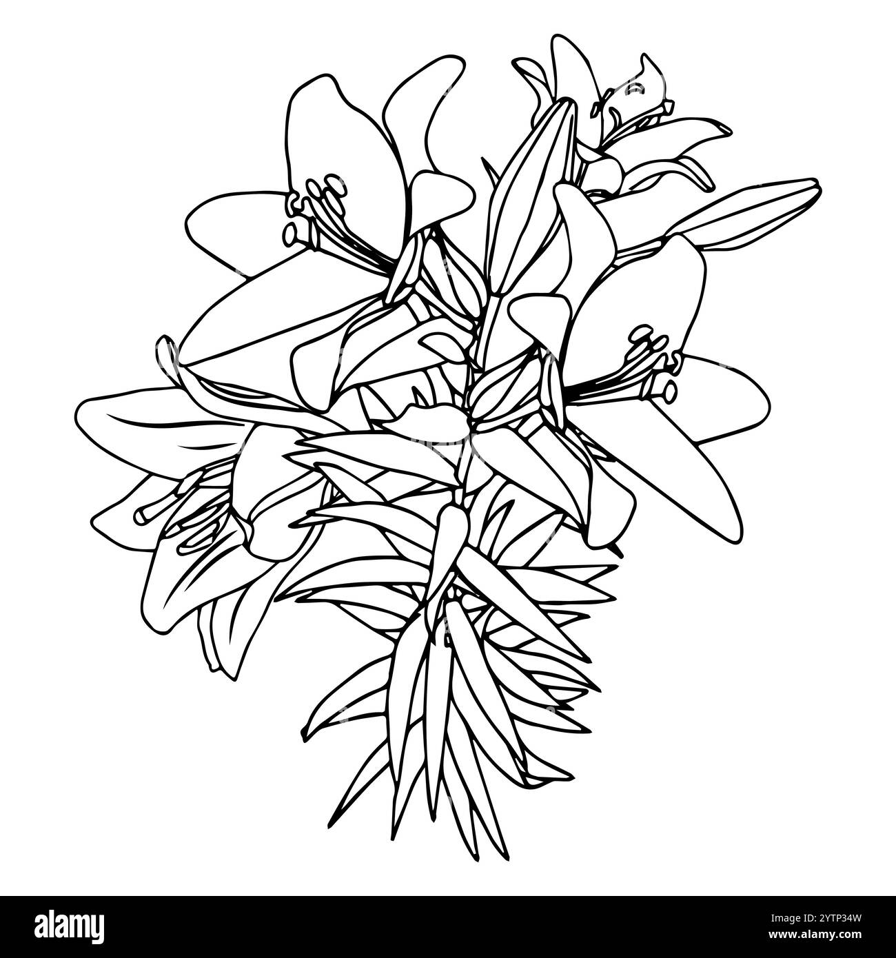 Bouquet de lis dans le style doodle. Illustration ajourée isolée sur fond blanc. Illustration de Vecteur Bouquet de lis dans le style doodle. Illustration ajourée isolée sur fond blanc. Illustration de Vecteur