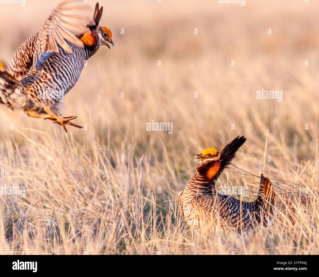 Deux poulets mâles des Prairies qui se battent Banque D'Images