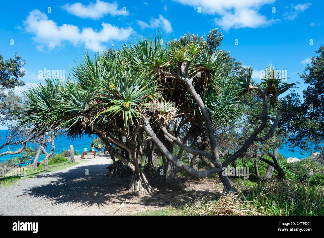 Pandanus le long de la promenade côtière à point Lookout, une destination touristique populaire, North Stradbroke Island, Queensland, Queensland, Queensland, Queensland, Australie Banque D'Images