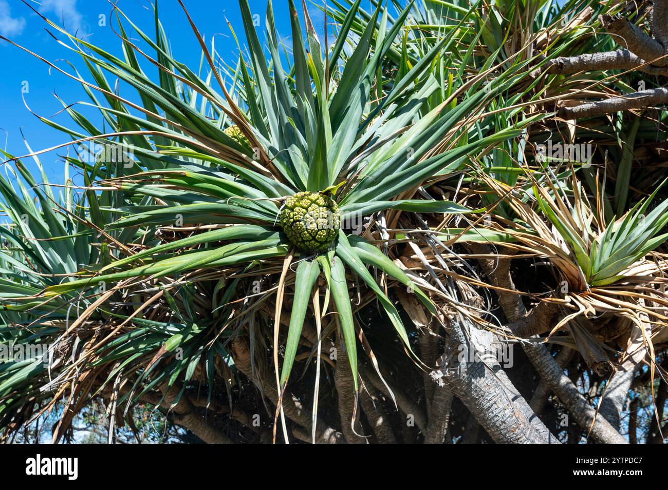 Fructification de Pandanus le long de la promenade côtière à point Lookout, North Stradbroke Island, Queensland, Queensland, Queensland, Queensland, Australie Banque D'Images