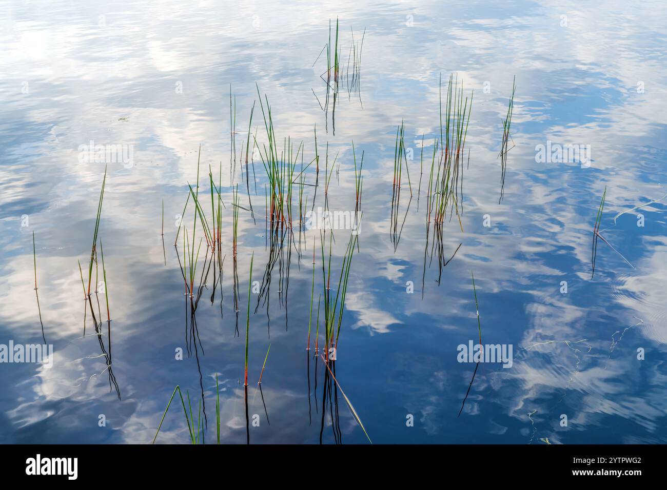 Des roseaux colorés poussant hors de l'eau peu profonde d'un lac près de Huntsville, Ontario, avec un beau reflet du ciel dans l'eau. Banque D'Images