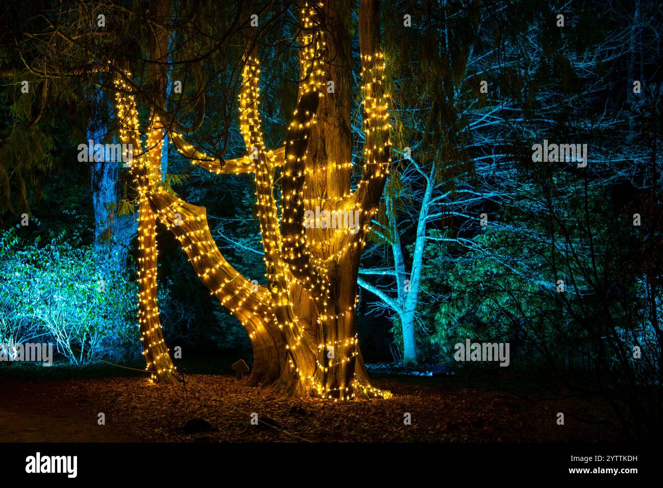 Un arbre enveloppé de nombreuses lumières de fées jaunes brillantes s'illumine sur un fond de forêt nocturne sombre Banque D'Images