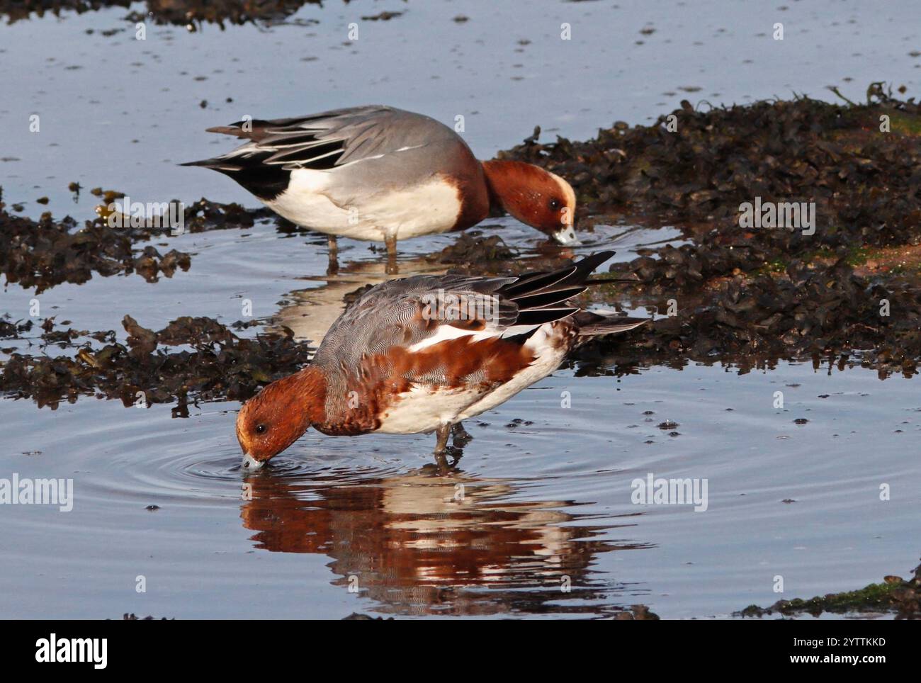 WIGEON (Mareca penelope, anciennement Anas penelope) mue des drains se nourrissant dans l'eau de mer peu profonde, Royaume-Uni. Banque D'Images