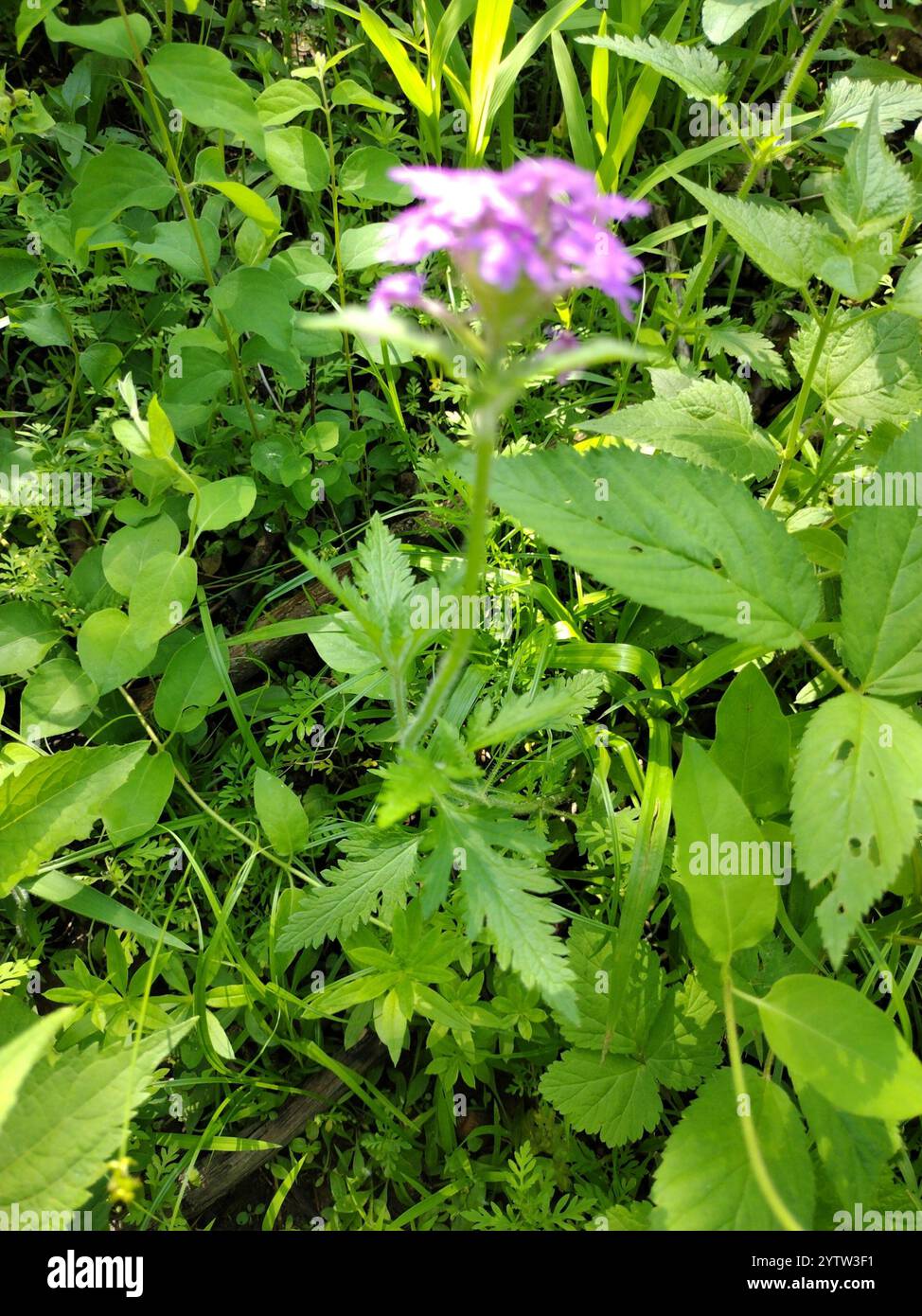 Verveine rose (Glandularia canadensis) Banque D'Images