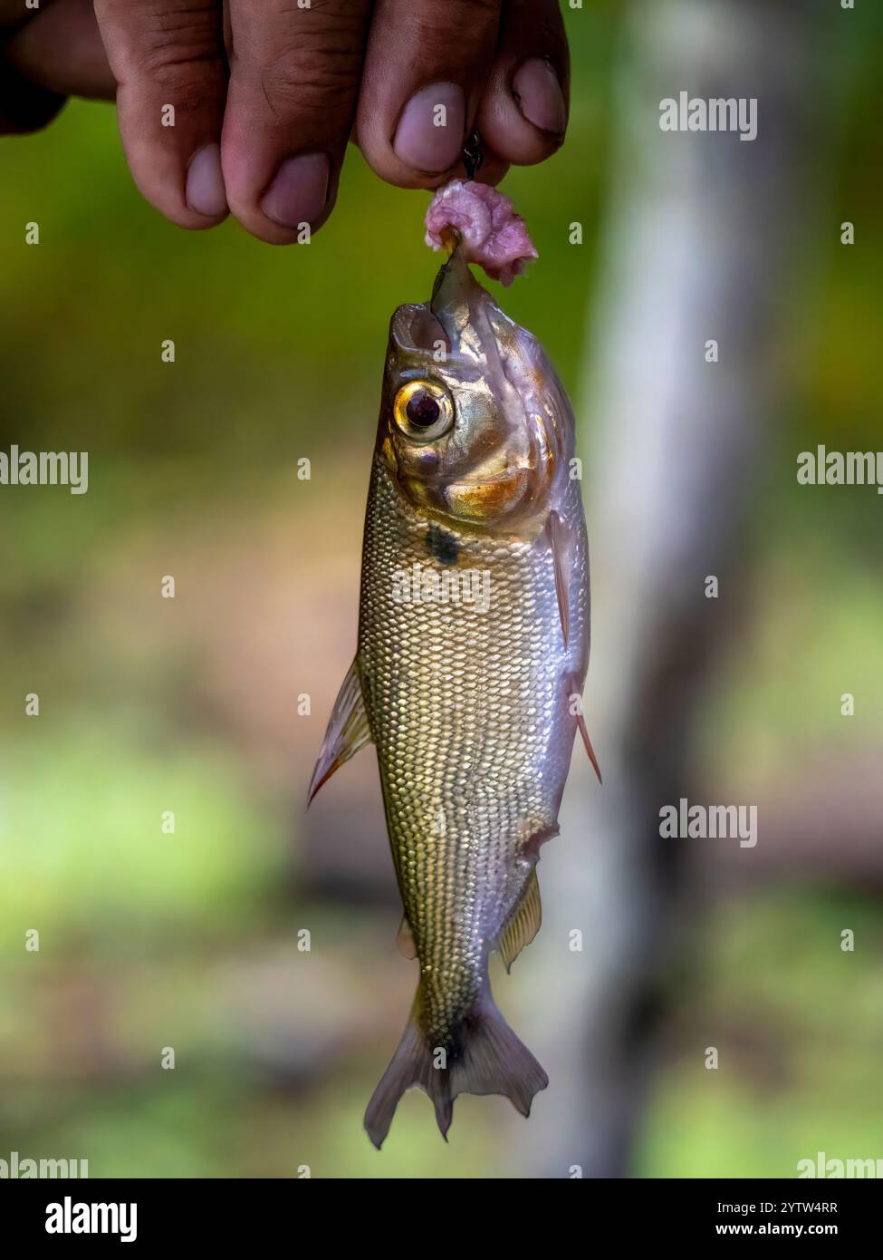 Proie de poissons sur l'Amazonie. Vous pouvez voir l'appât devant la bouche. La photo a été prise près de la ville de Tefé. Banque D'Images