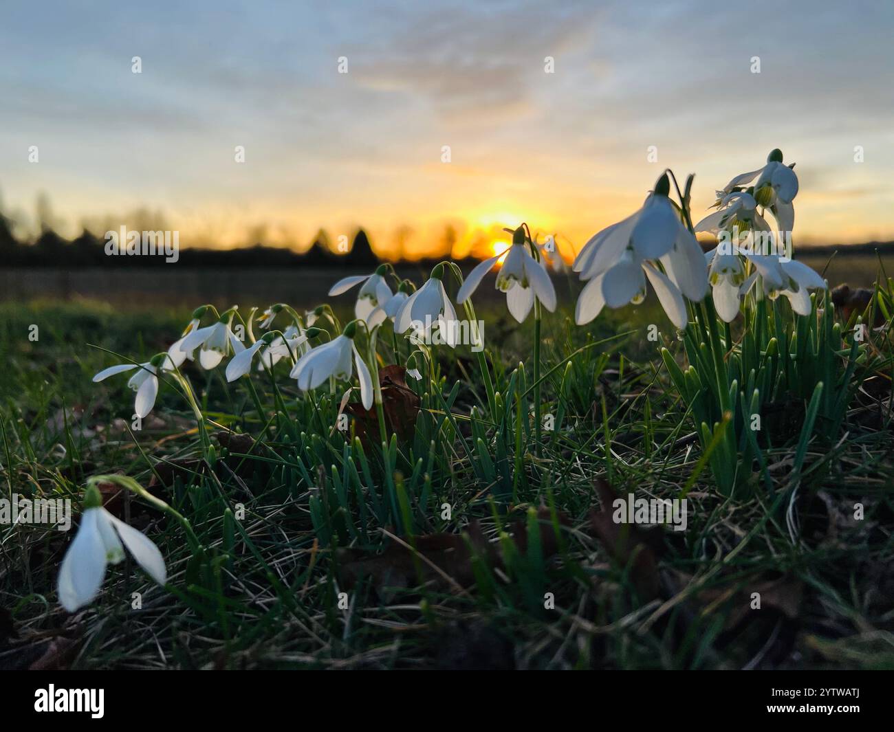 Un groupe de gouttes de neige se rapproche avec un coucher de soleil d'hiver en arrière-plan - Image de stock capturée avec un smartphone