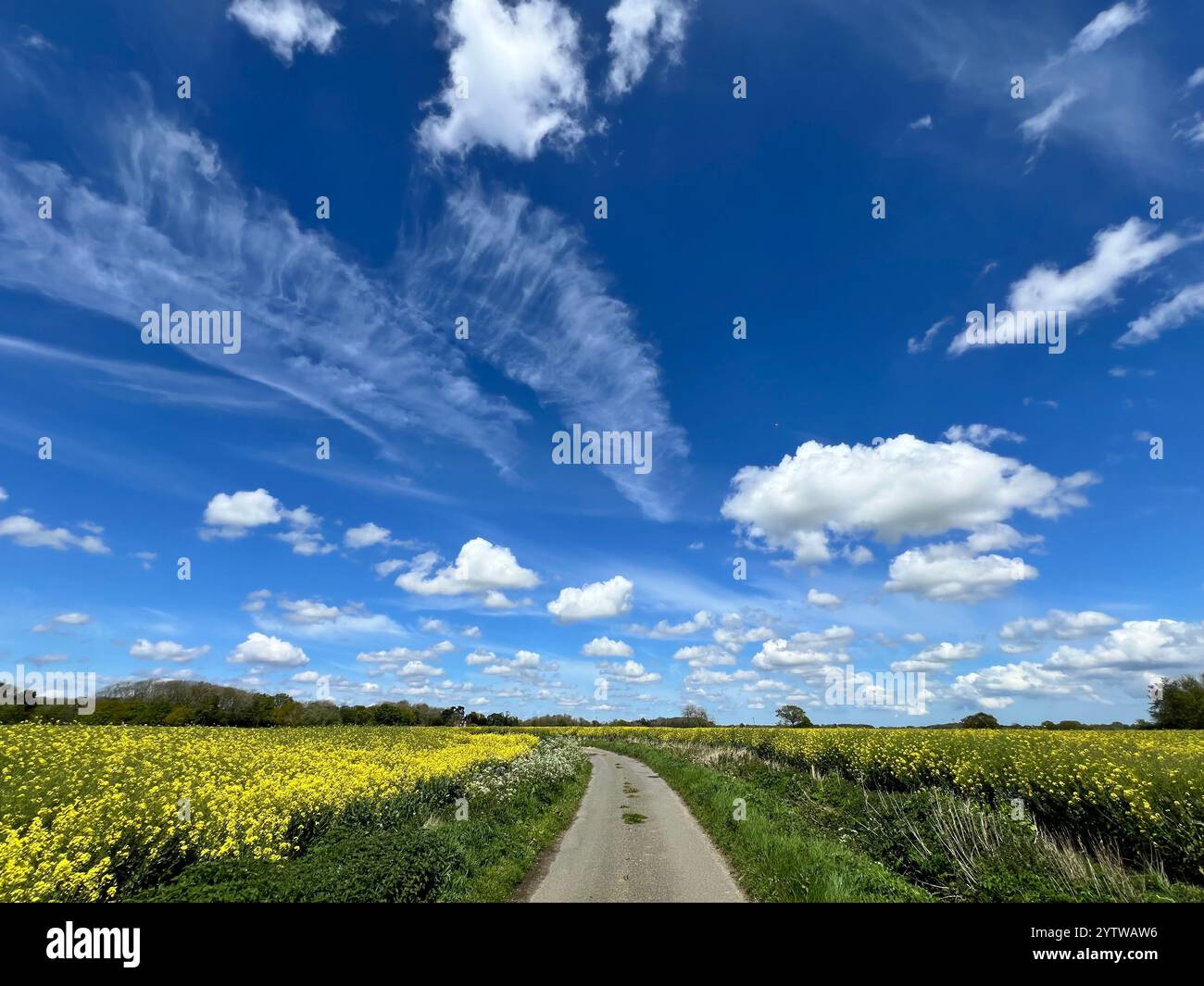 Une ruelle de campagne tranquille dans le sud du Norfolk, avec des champs contenant du colza des deux côtés. Banque D'Images
