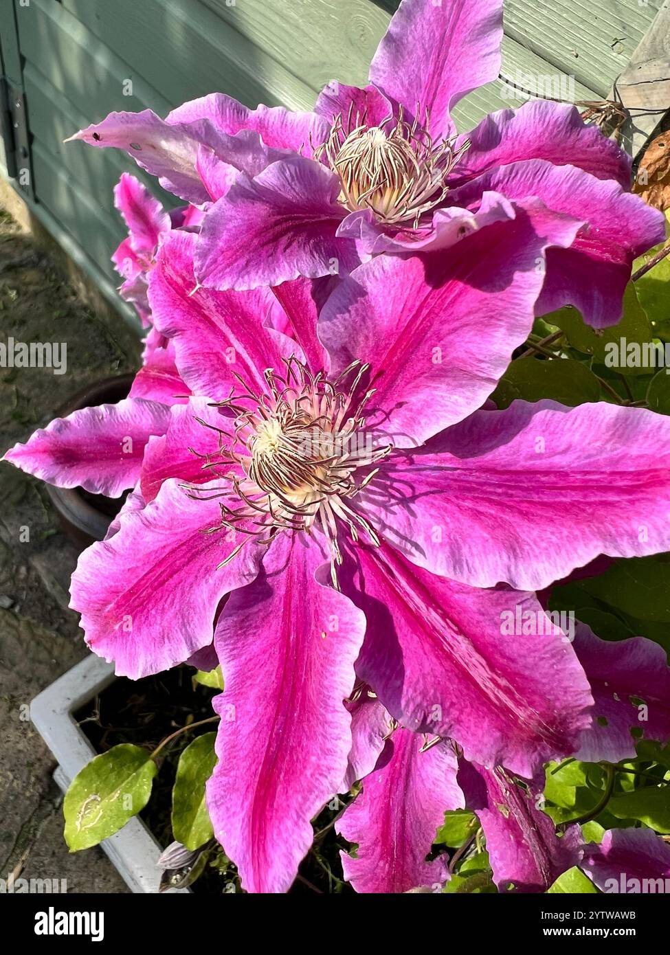 Un gros plan d'une clématite violette fleurissant en mai - Image de stock capturée avec un smartphone