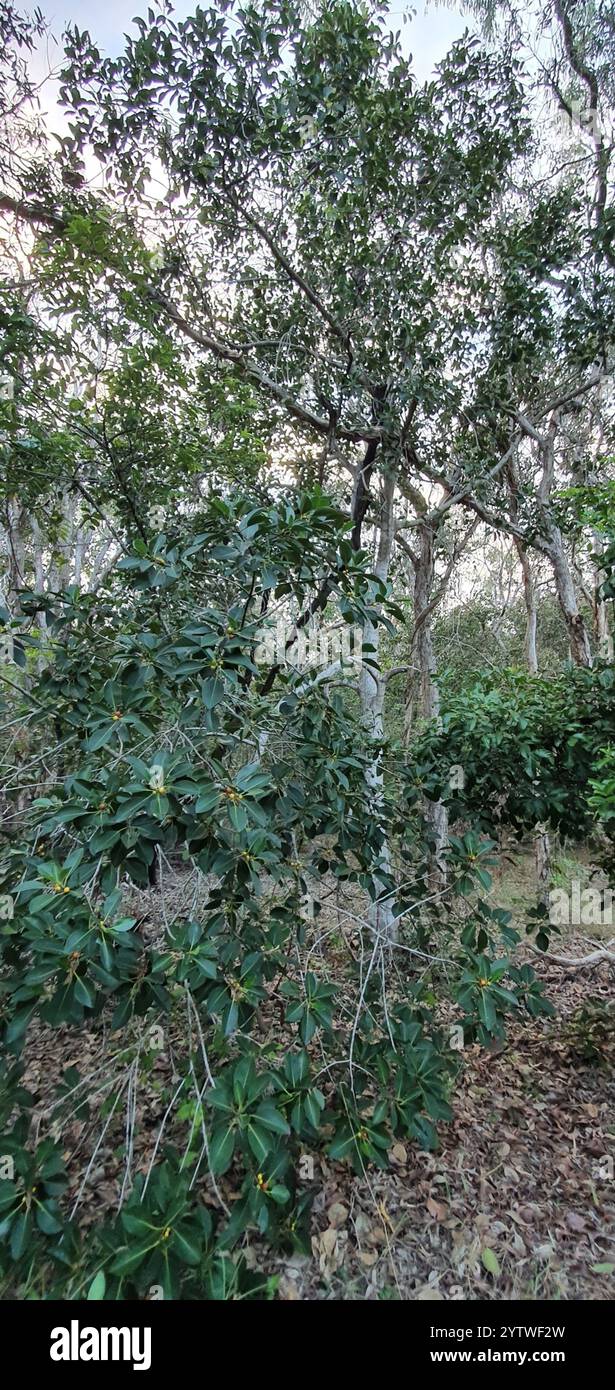 Figue de Port Jackson (Ficus rubiginosa) Banque D'Images