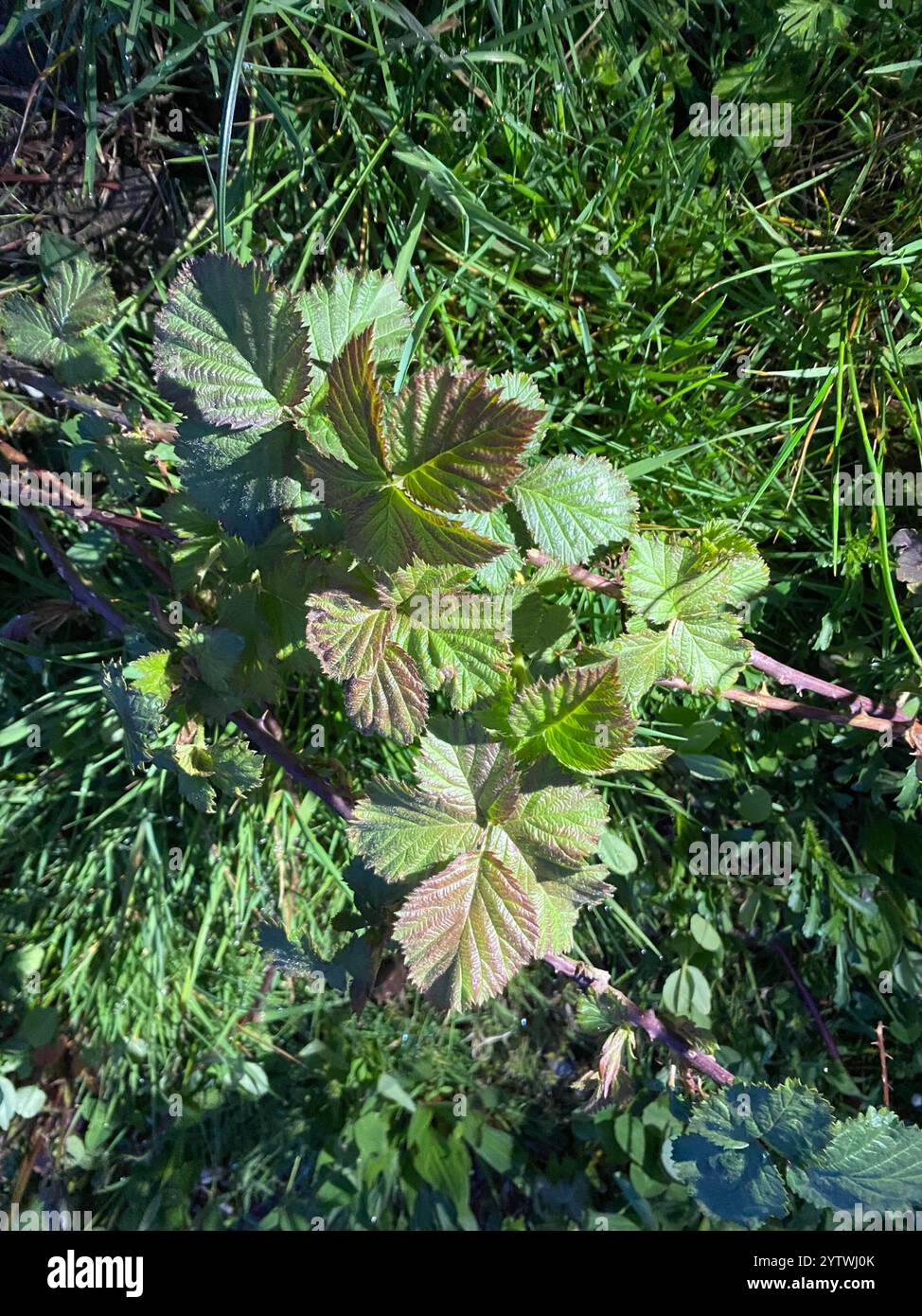 Mûre arménienne (Rubus armeniacus) Banque D'Images
