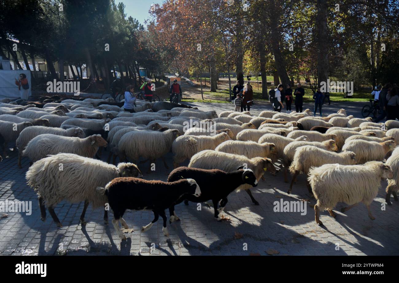 Madrid, Madrid, ESPAGNE. 8 décembre 2024. Une centaine de moutons avec leurs jeunes bergers marchent dans plusieurs rues de Madrid de Ciudad Universitaria à Casa de Campo (crédit image : © Richard Zubelzu/ZUMA Press Wire) USAGE ÉDITORIAL SEULEMENT! Non destiné à UN USAGE commercial ! Crédit : ZUMA Press, Inc/Alamy Live News Banque D'Images