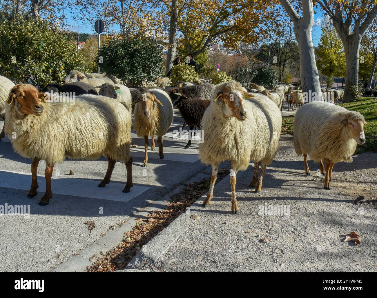 Madrid, Madrid, ESPAGNE. 8 décembre 2024. Une centaine de moutons avec leurs jeunes bergers marchent dans plusieurs rues de Madrid de Ciudad Universitaria à Casa de Campo (crédit image : © Richard Zubelzu/ZUMA Press Wire) USAGE ÉDITORIAL SEULEMENT! Non destiné à UN USAGE commercial ! Crédit : ZUMA Press, Inc/Alamy Live News Banque D'Images