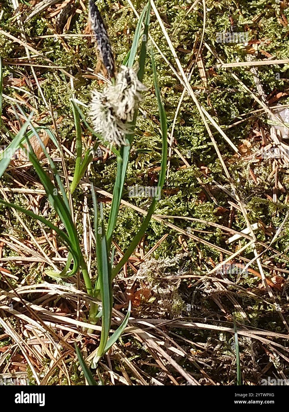 Sables (Carex arenaria) Banque D'Images