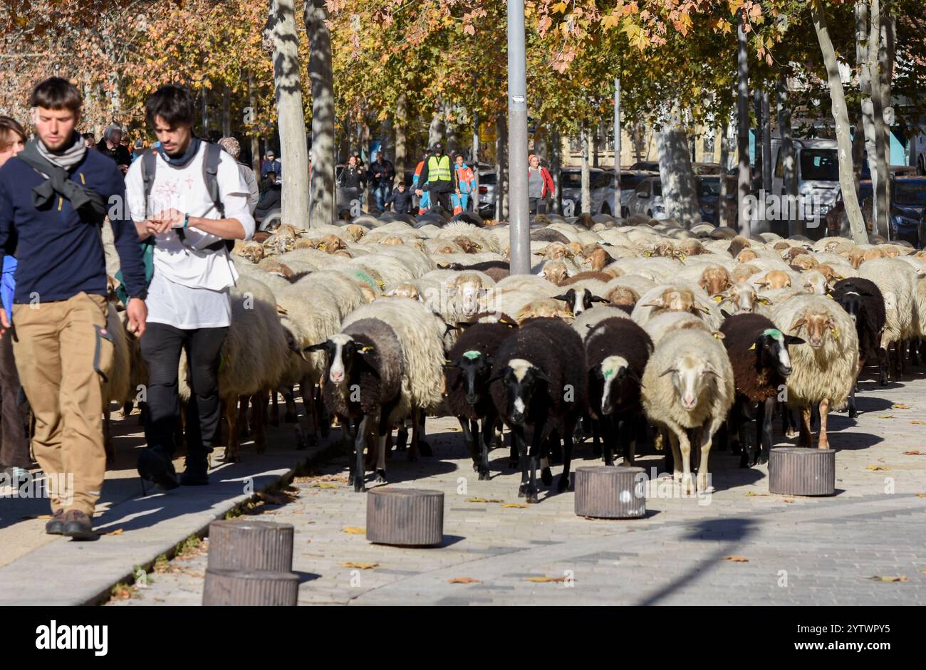 Madrid, Madrid, ESPAGNE. 8 décembre 2024. Une centaine de moutons avec leurs jeunes bergers marchent dans plusieurs rues de Madrid de Ciudad Universitaria à Casa de Campo (crédit image : © Richard Zubelzu/ZUMA Press Wire) USAGE ÉDITORIAL SEULEMENT! Non destiné à UN USAGE commercial ! Crédit : ZUMA Press, Inc/Alamy Live News Banque D'Images