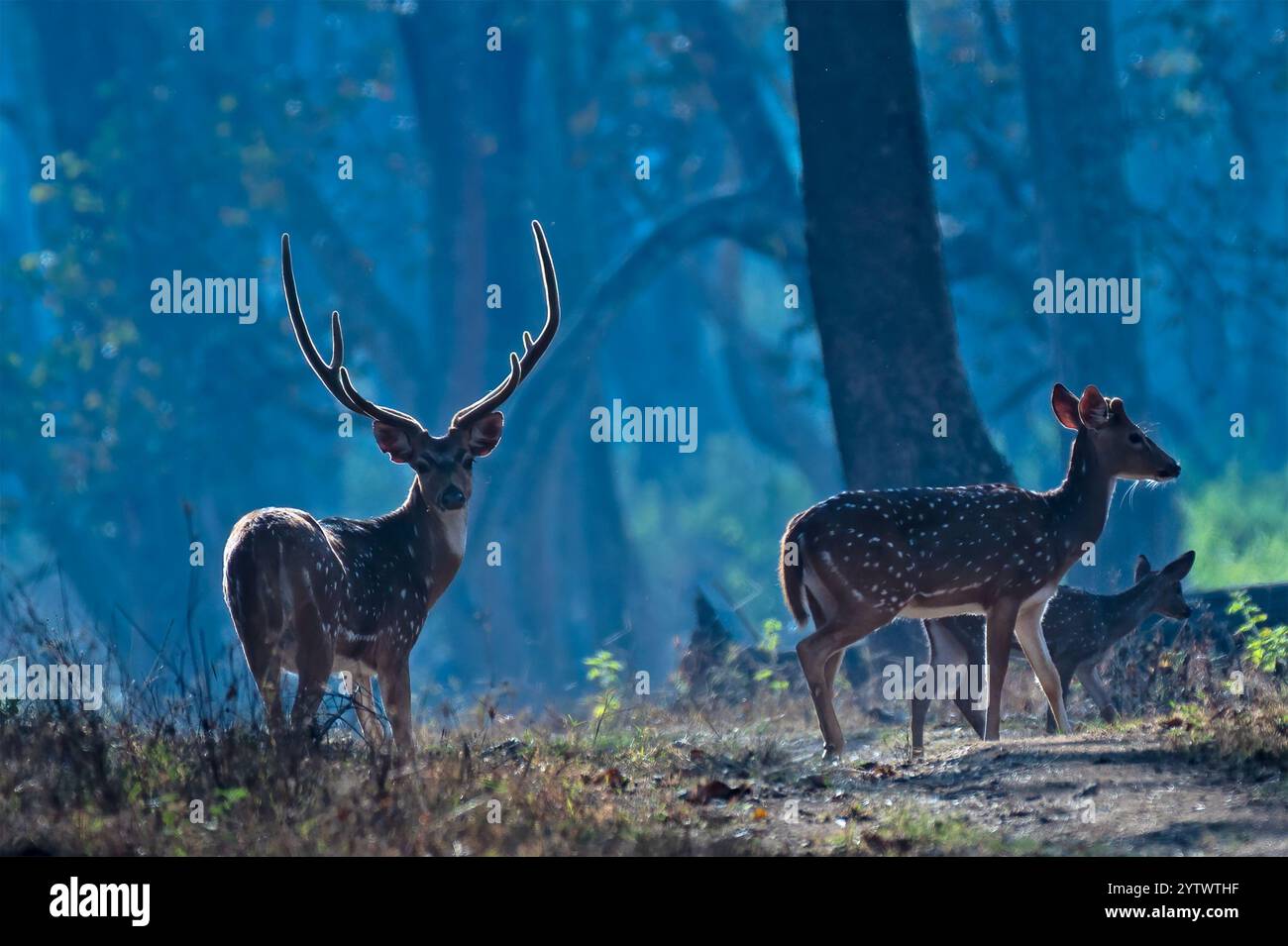 Le cerf Banque D'Images