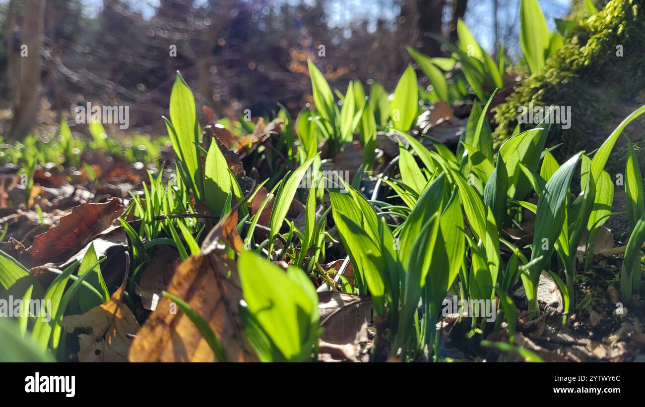 Ail sauvage dans la forêt par une journée ensoleillée. Forêts d'Allemagne. Nourriture forestière Banque D'Images