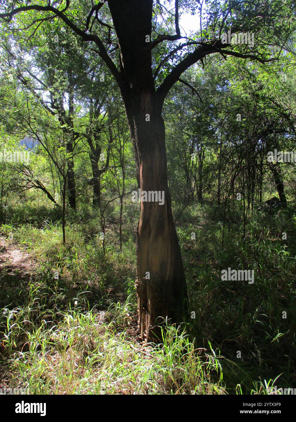 Tamboti (Spirostachys africana) Banque D'Images
