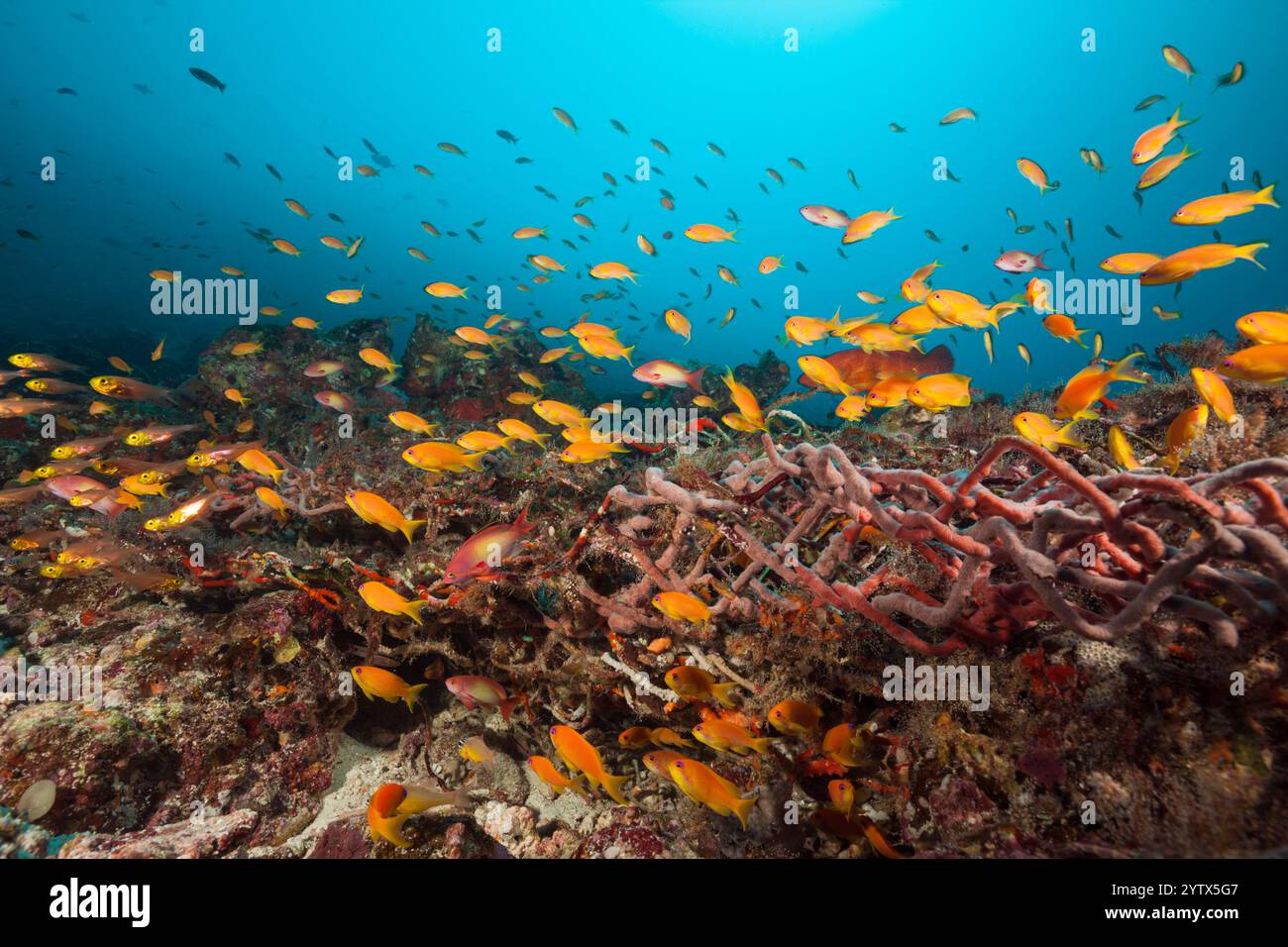 Anthias sur récif corallien pollué, Pseudanthias squamipinnis, Atoll d'Ari Nord, Océan Indien, Maldives Banque D'Images
