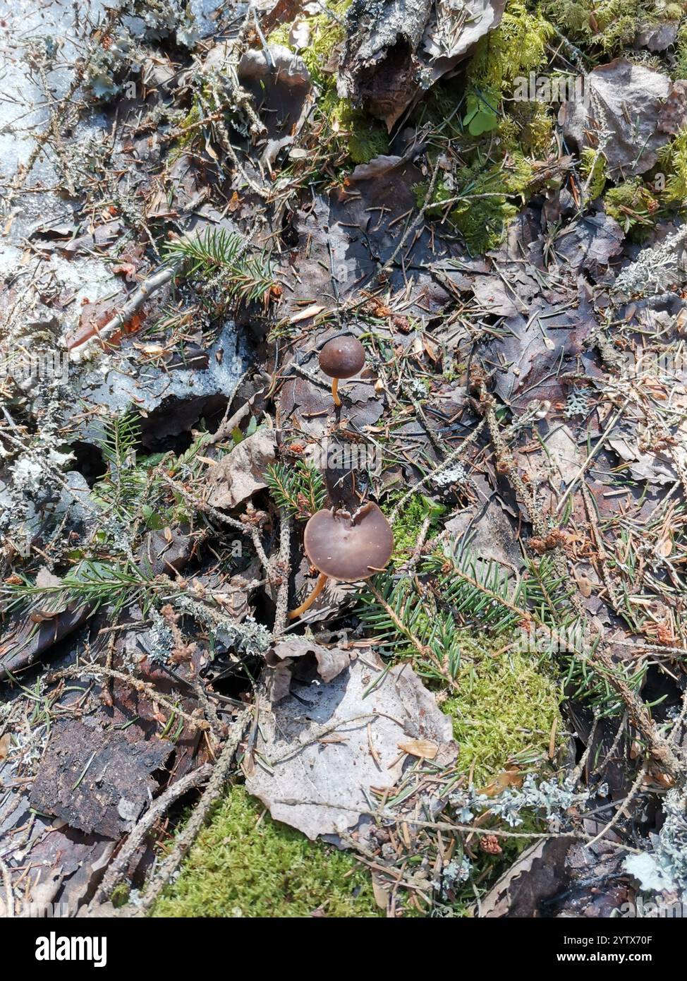 Casquette Sprucecone (Strobilurus esculentus) Banque D'Images