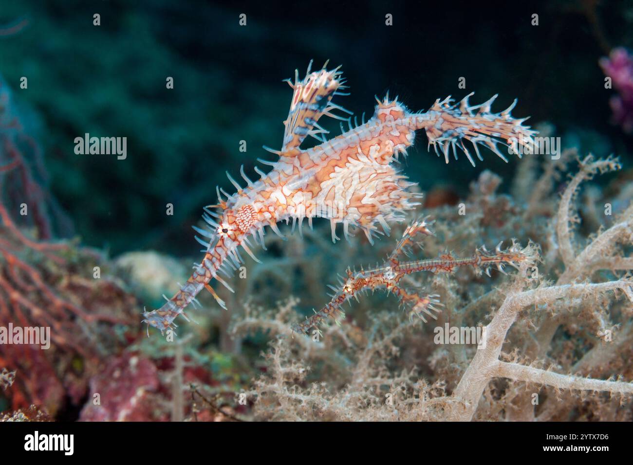 Two Harlequin Ghost Pipefish, Solenostomus paradoxus, Îles oubliées, Indonésie Banque D'Images