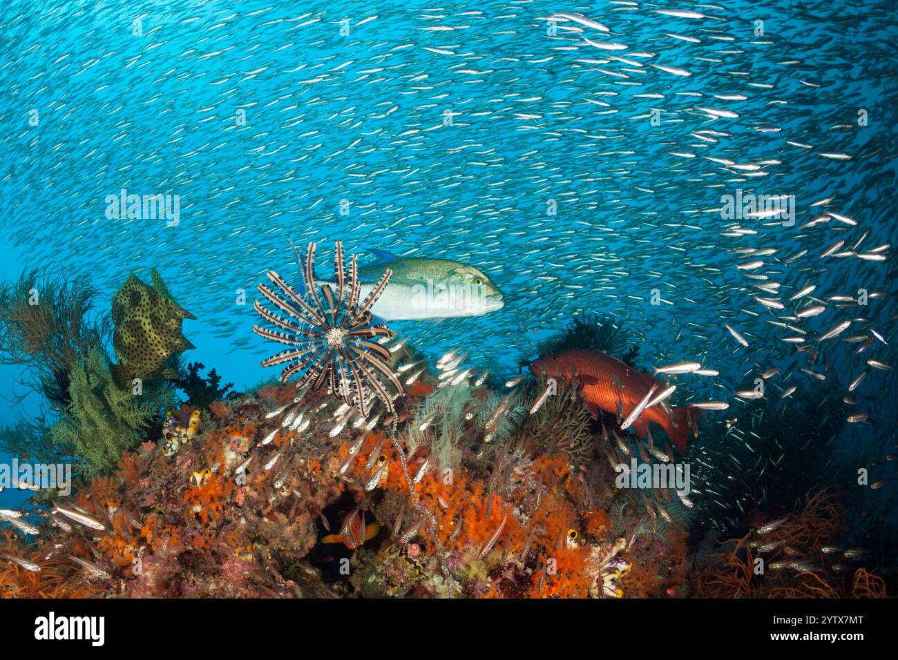 Trevally rouge dans le récif corallien, Caranx melampygus, Raja Ampat, Papouasie occidentale, Indonésie Banque D'Images
