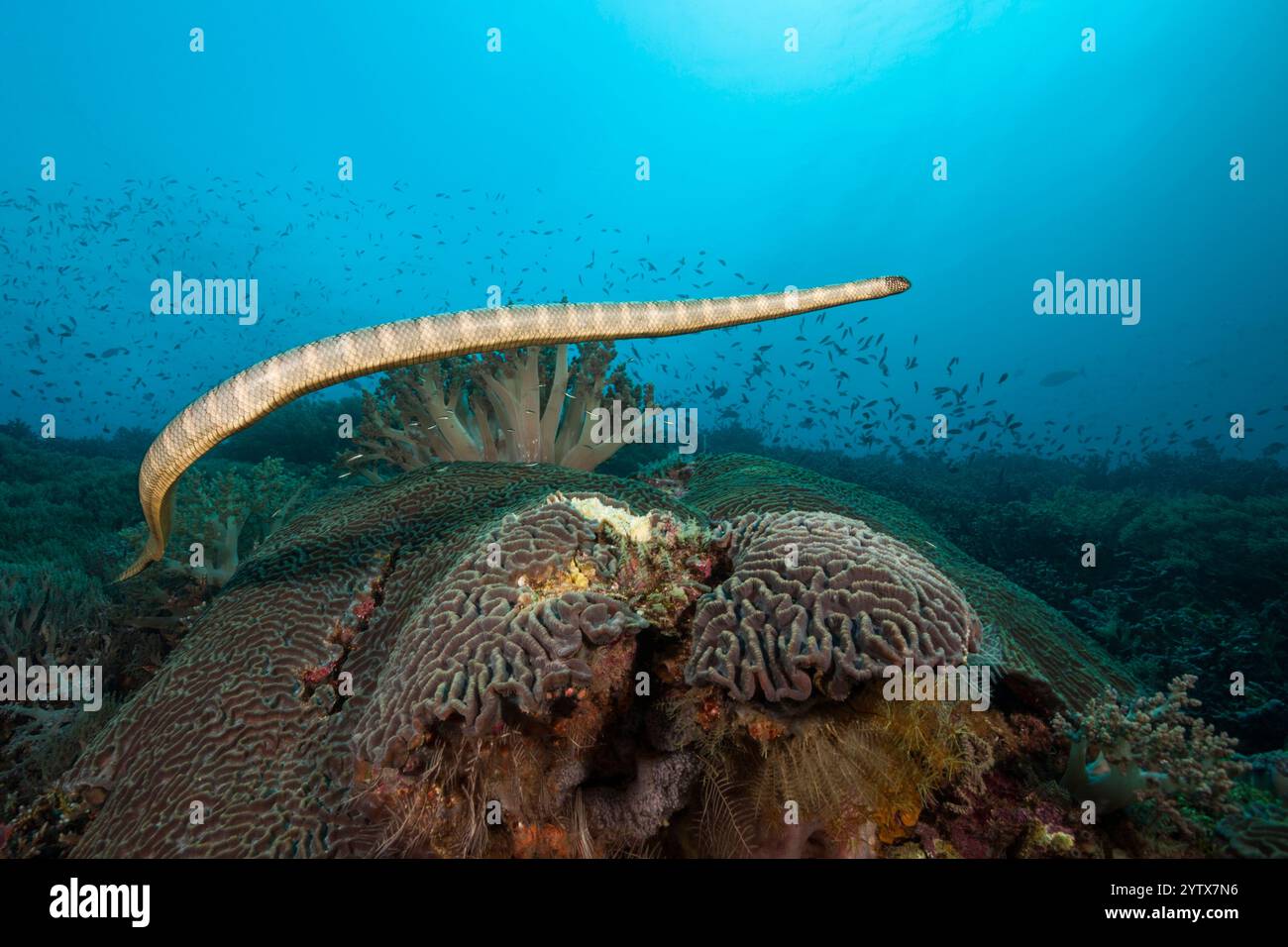 Serpent de mer chinois, Laticauda semifasciata, île Manuk, mer de Banda, Indonésie Banque D'Images