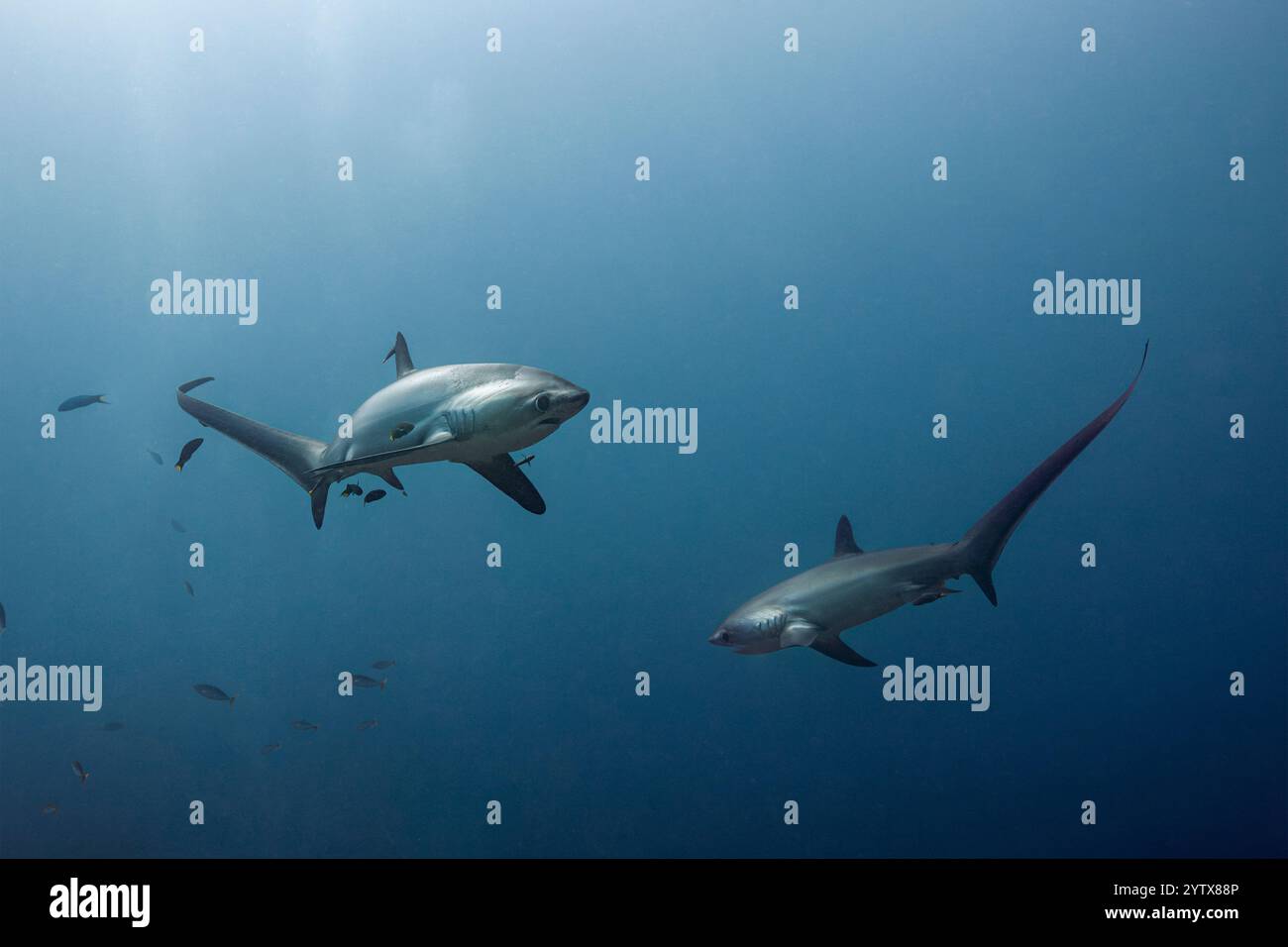 Requin batteur pélagique, Alopias pelagicus, île de Malalpascua, Cebu, Philippines Banque D'Images