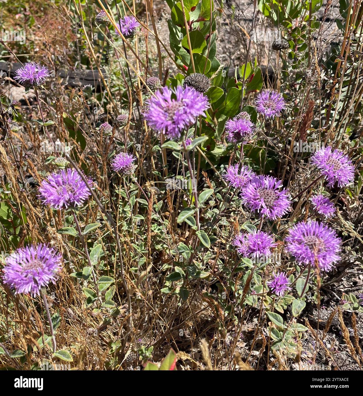 Menthe coyote (Monardella villosa) Banque D'Images