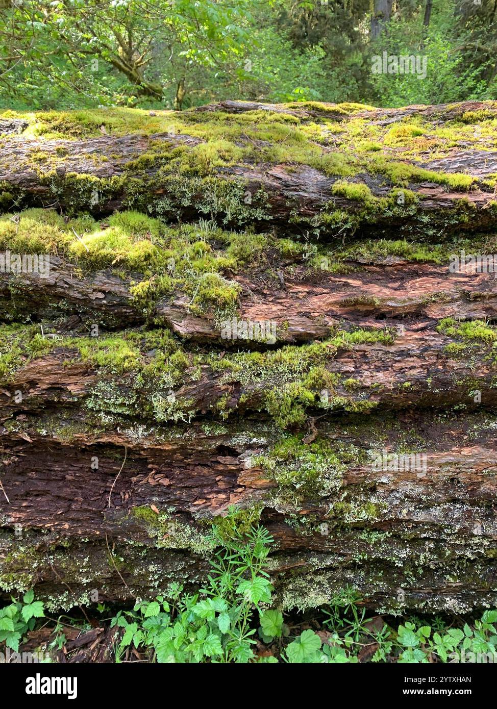 Soldats jouets (Cladonia bellidiflora) Banque D'Images