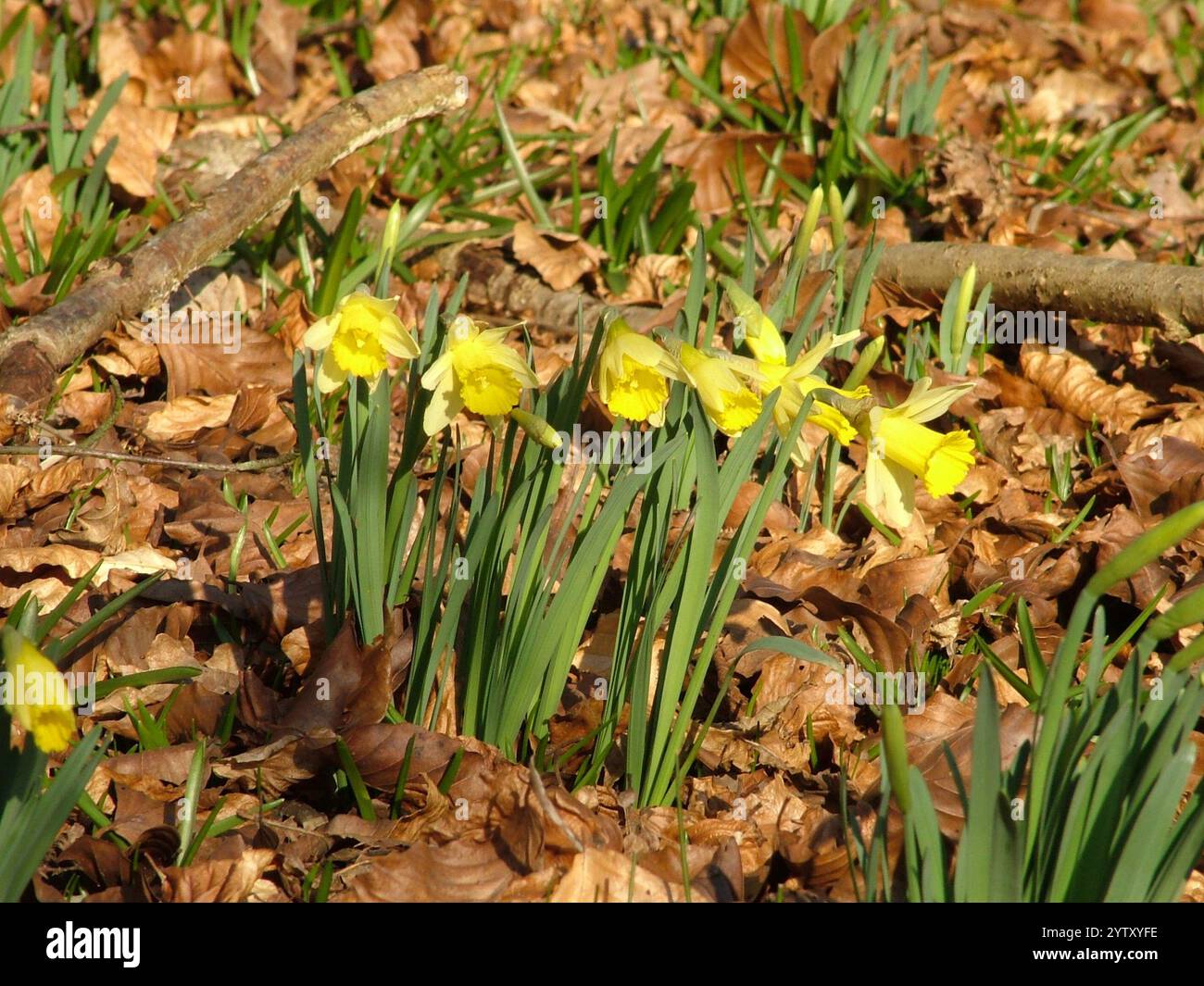 Jonquilles sauvages 'Narcissus pseudonarcissus' poussant à travers les feuilles de hêtre tombées sur une journée ensoleillée brillante dans un bois en hiver. Banque D'Images