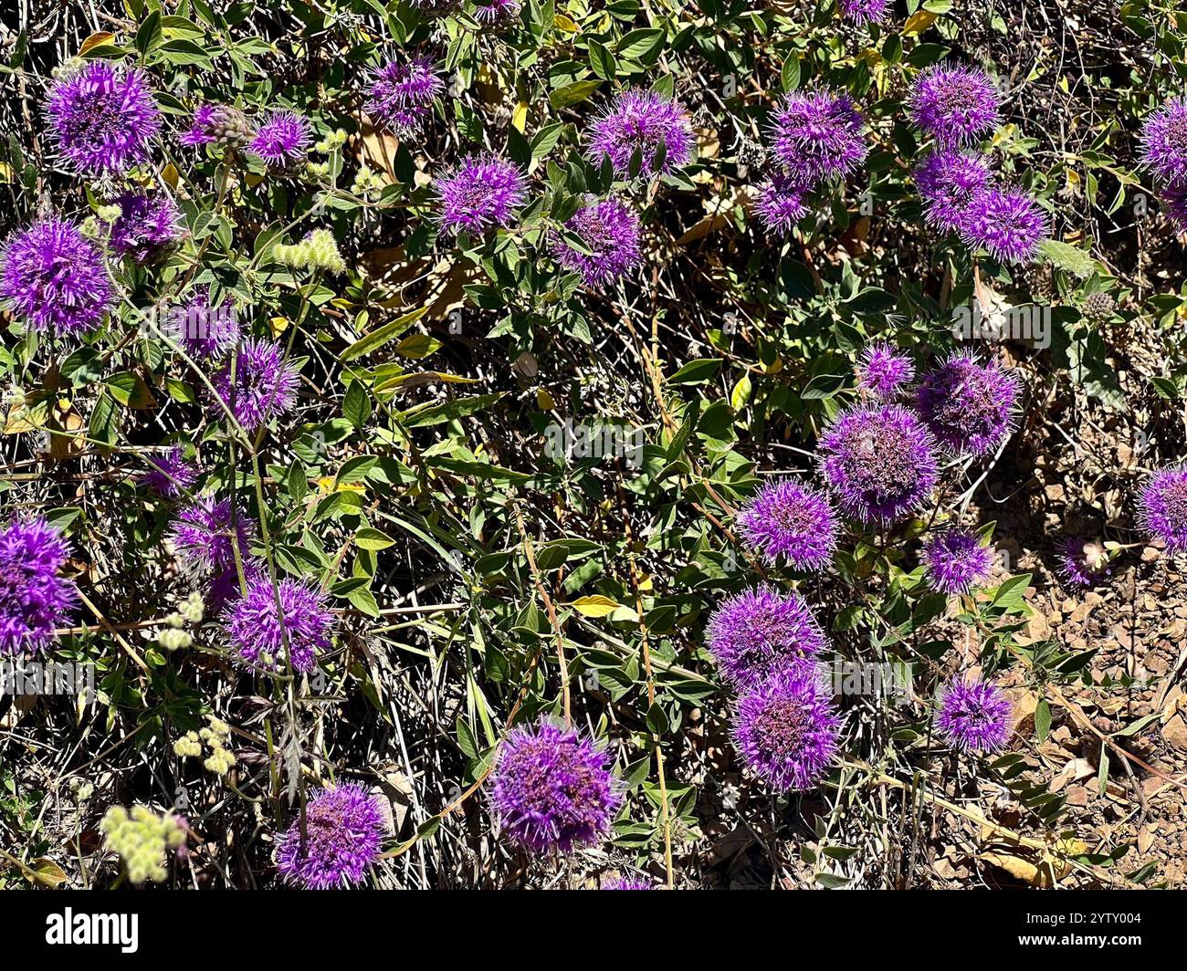 Menthe coyote (Monardella villosa) Banque D'Images