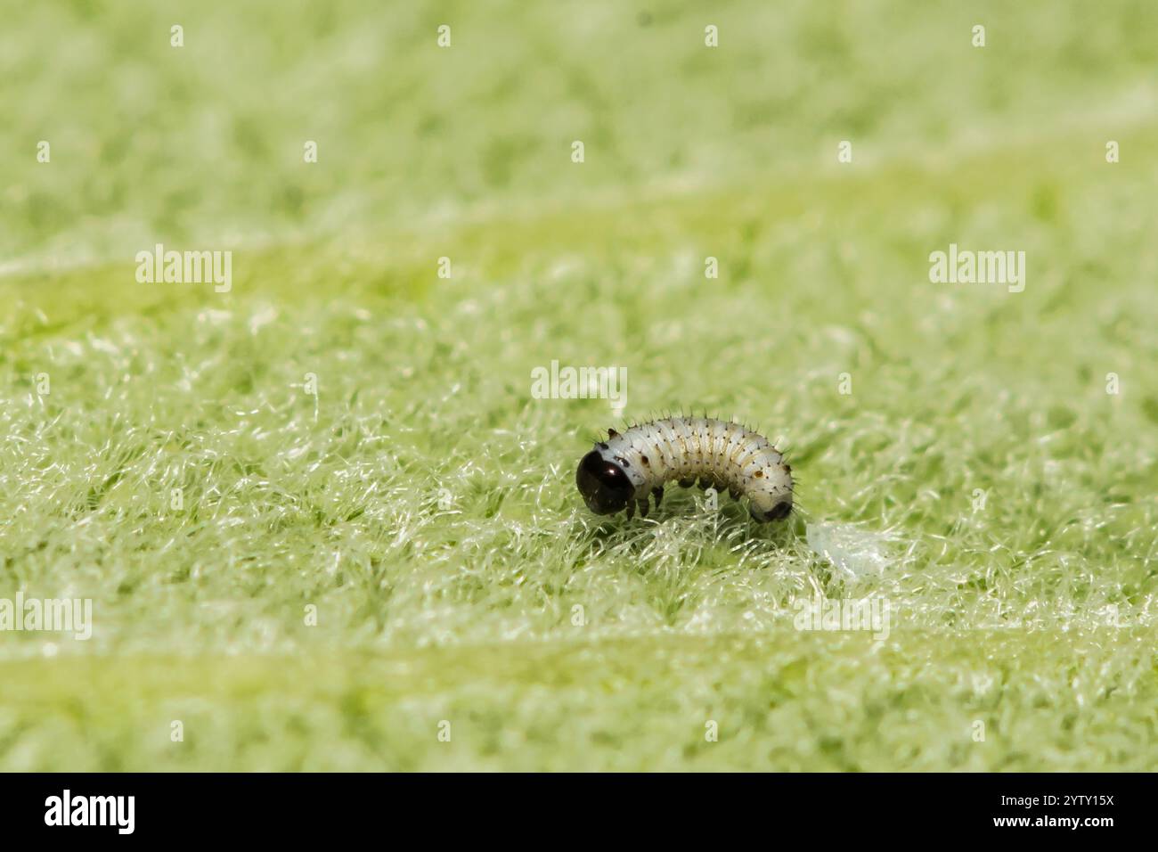 Chenille monarque éclosant d'un œuf - Danaus plexippus Banque D'Images