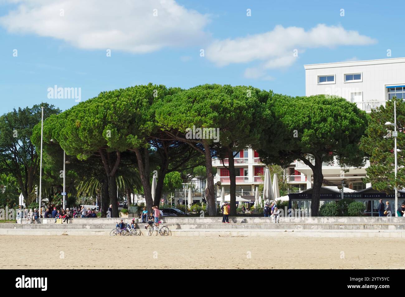 Les pins fournissent de l'ombre sur le front de mer à Royan, Côte de beauté, Nouvelle-Aquitaine, France, Europe Banque D'Images