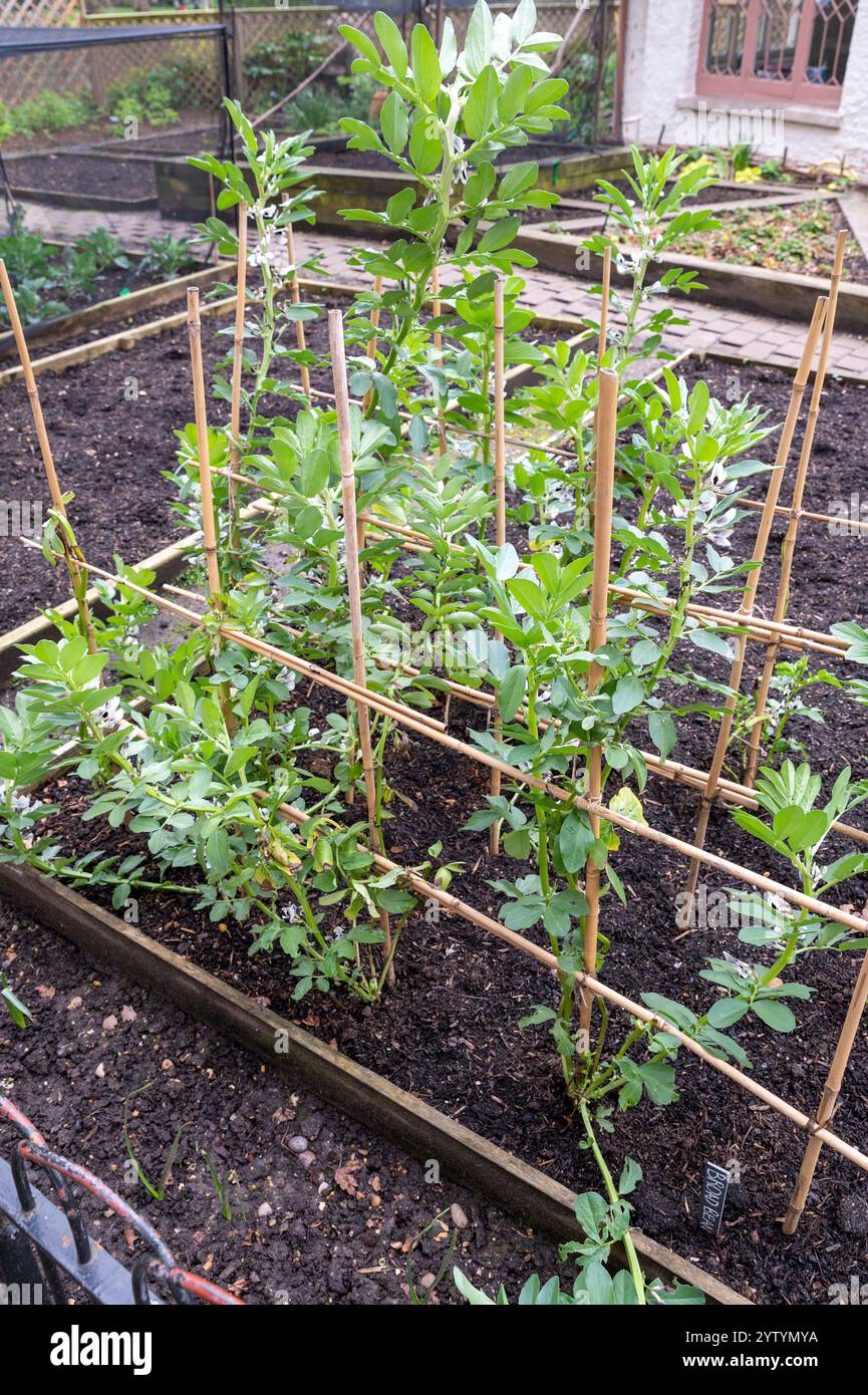 Plants de fève (Vicia faba) poussant dans le potager. Banque D'Images