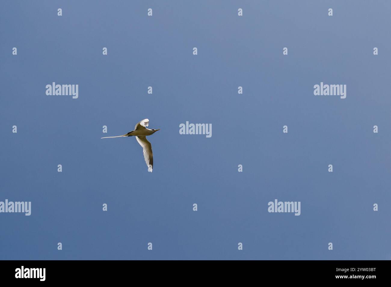 L'oiseau tropical à queue blanche aux Maldives Banque D'Images