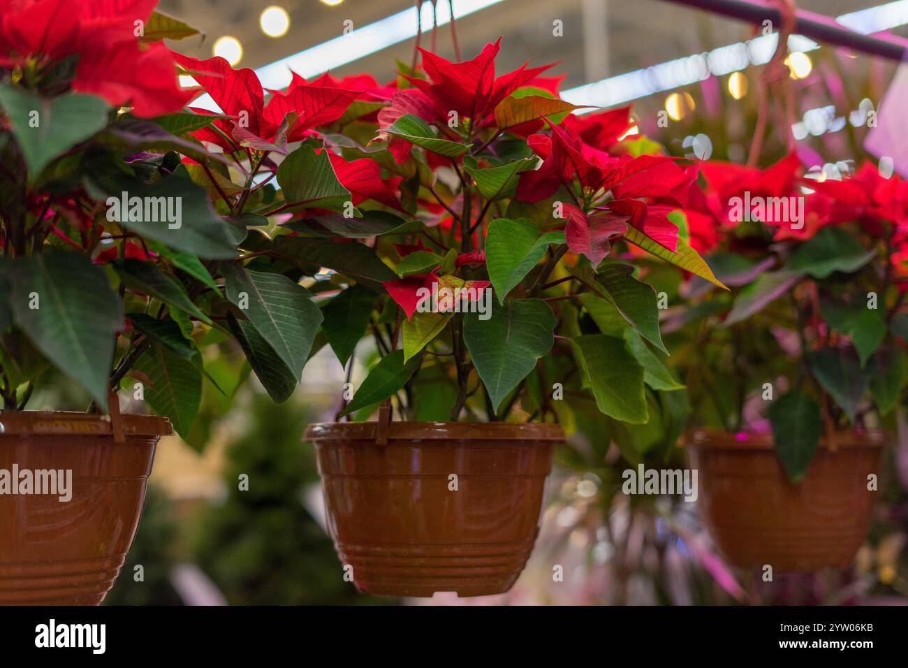 Rouge poinsettia fleurs en pots Banque D'Images