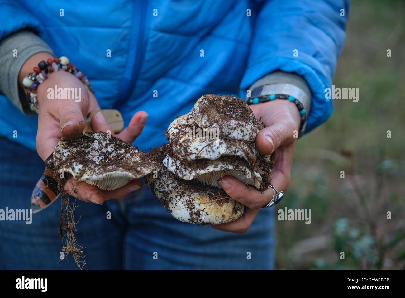 Champignons et champignons de lait dans leurs mains Banque D'Images