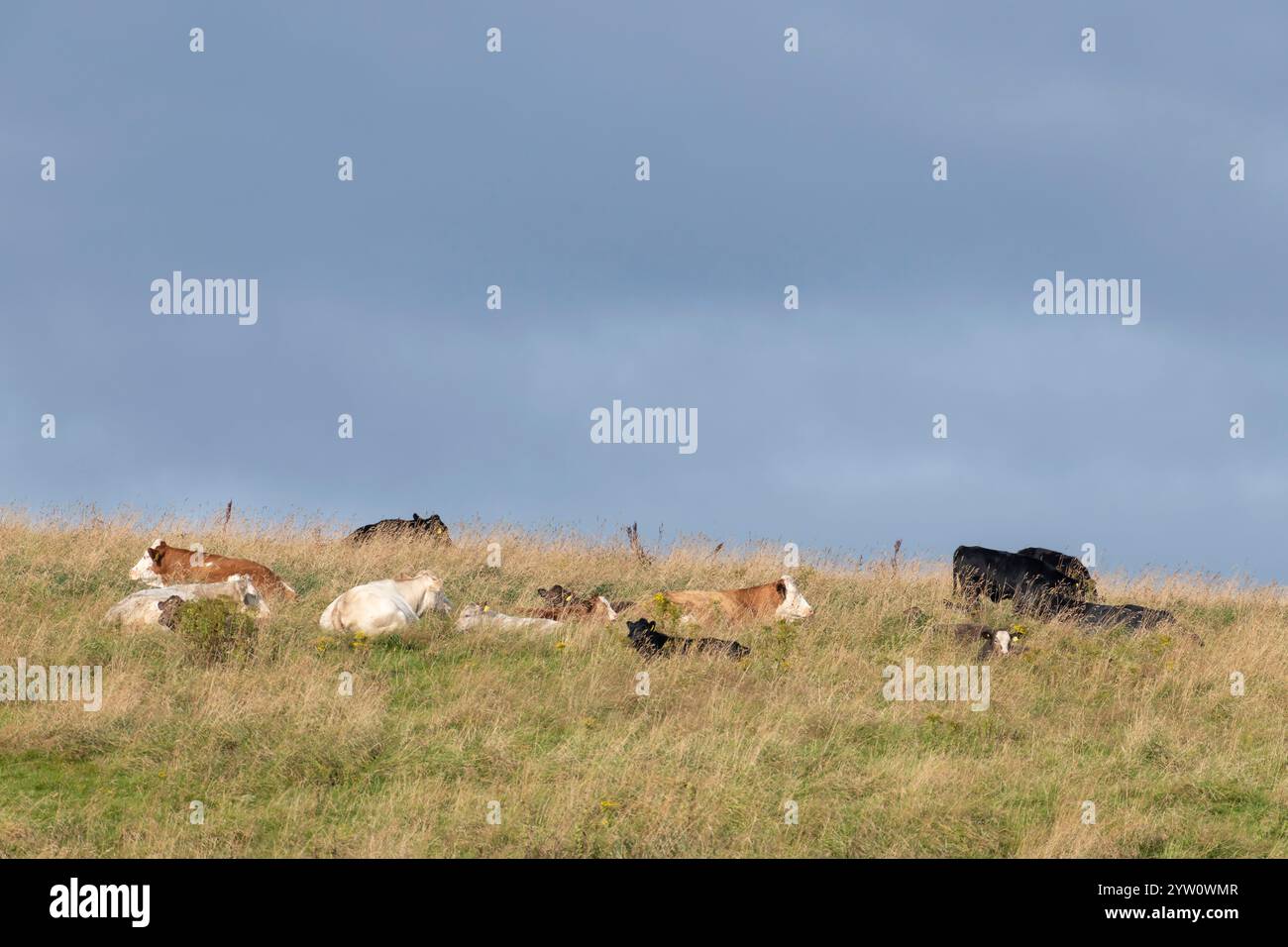 Bétail couché dans l'herbe dans un champ de colline en été Banque D'Images