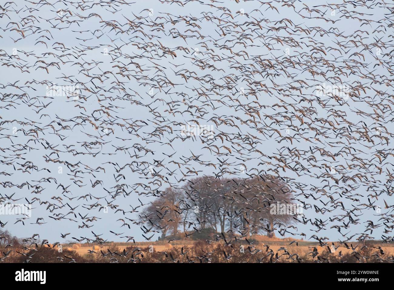 Un grand troupeau d'oies à pieds roses (Anser Brachyrhynchus) quittant leur roche de nuit au Loch of Skene juste après le lever du soleil Banque D'Images