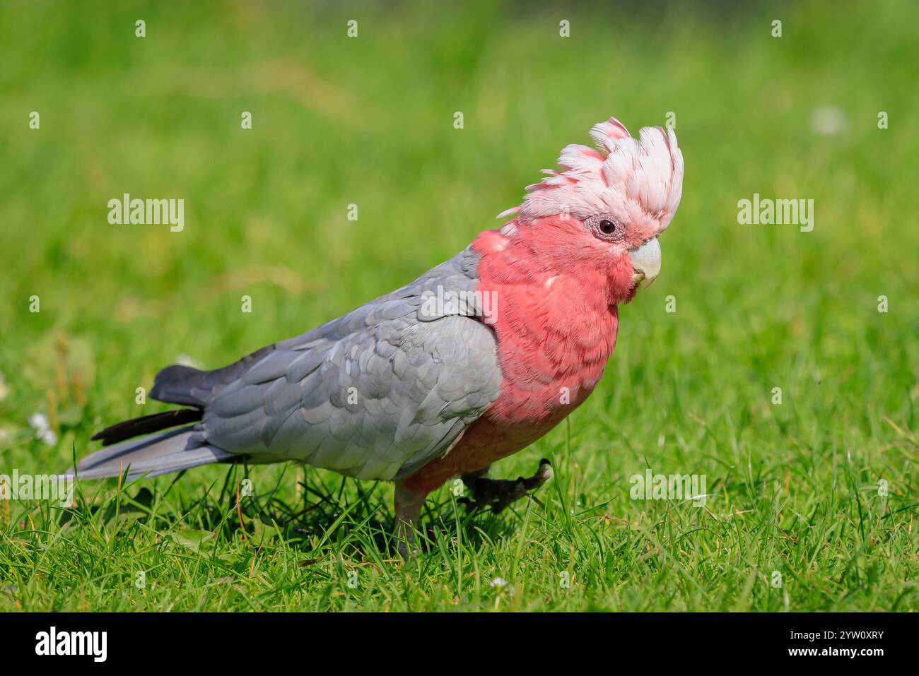 Le galah, Eolophus roseicapilla, également connu sous le nom de cacatoès à poitrine rose, cacatoès galah, cacatoès rose et gris ou cacatoès rosé, est l'un des Banque D'Images