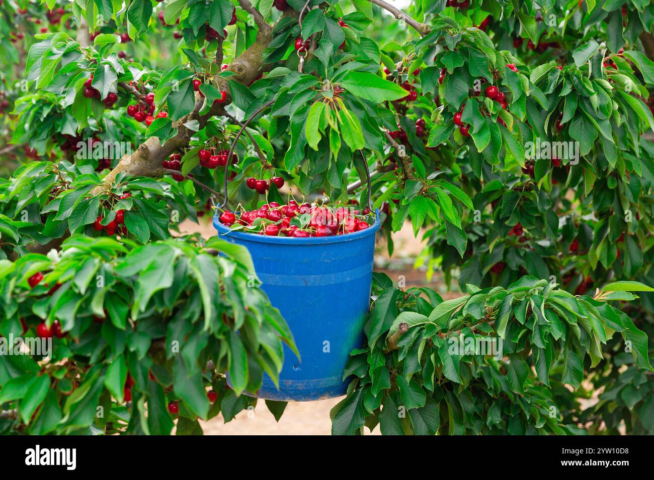 panier rempli de cerises rouges mûres Banque D'Images