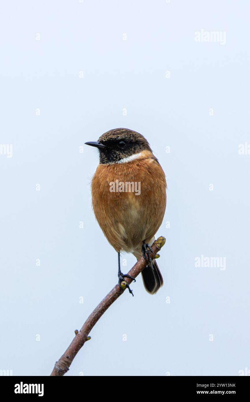 Stonechat repéré sur Bull Island, Dublin. Oiseau mangeur d'insectes trouvé dans les prairies ouvertes et les habitats côtiers. Banque D'Images