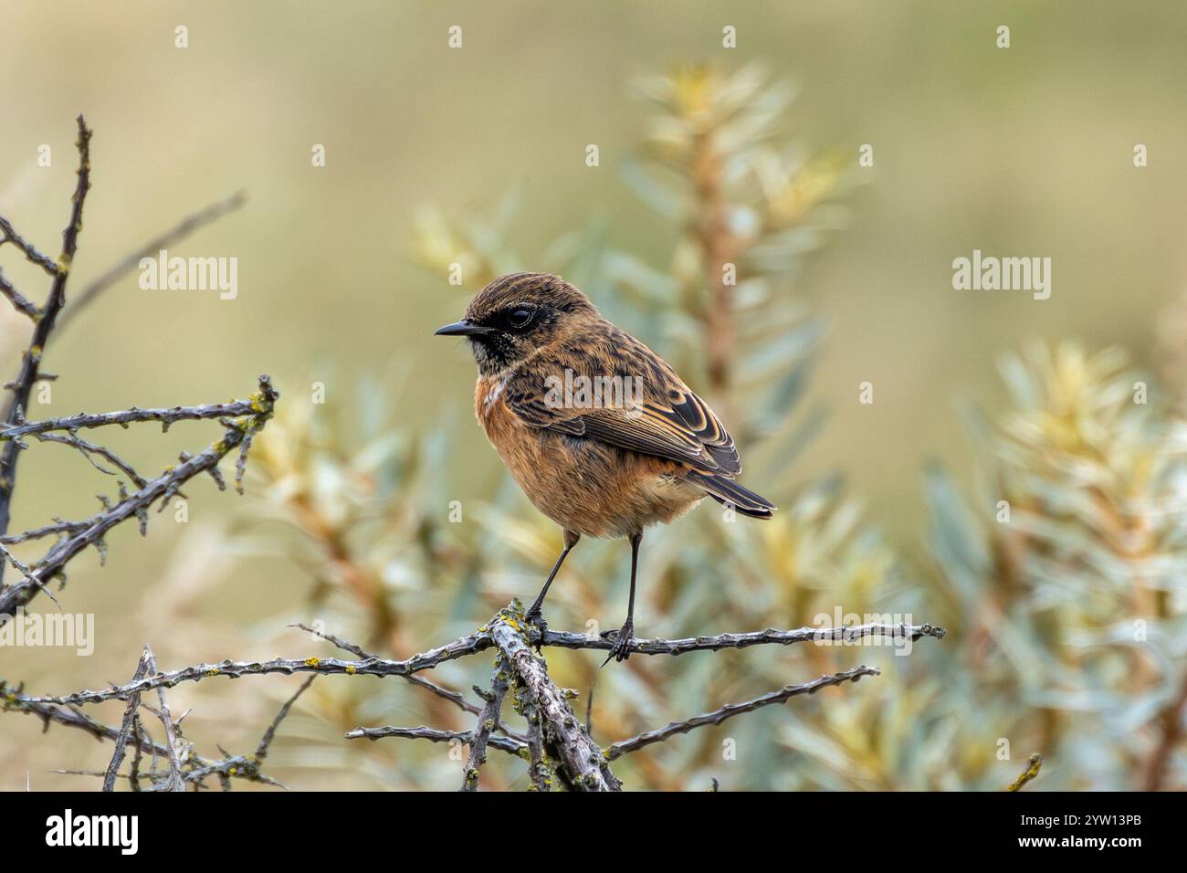 Stonechat repéré sur Bull Island, Dublin. Oiseau mangeur d'insectes trouvé dans les prairies ouvertes et les habitats côtiers. Banque D'Images